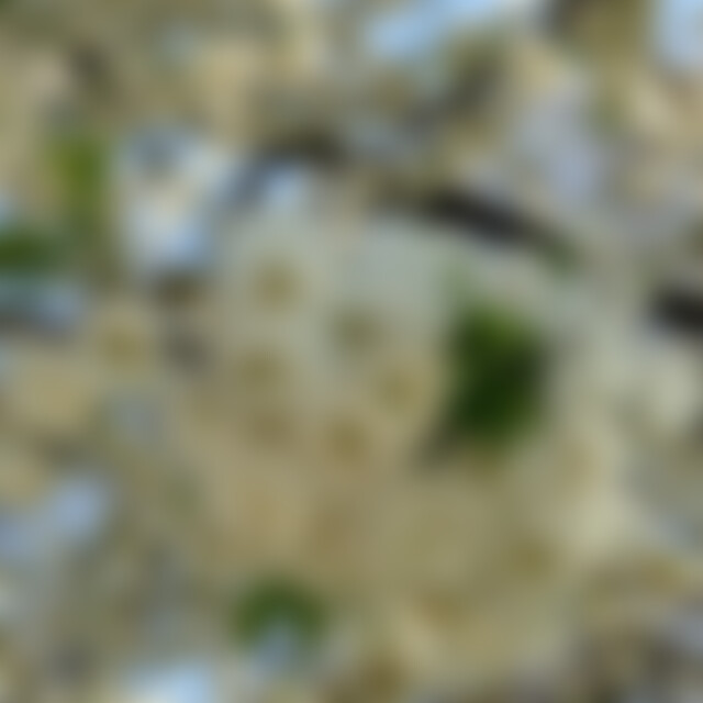 Sonnenblume31 (51) aus 