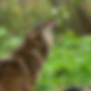 56Wolfsfrau (68) aus Im Norden