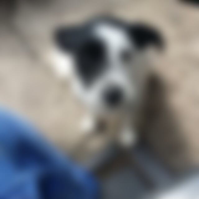 Hundefreund65 (60) aus Solingen