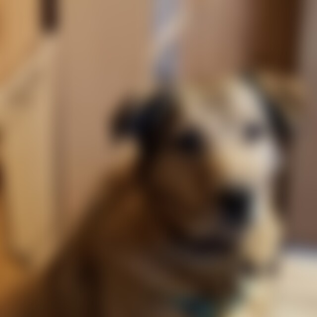 CockerSpaniel (45) aus 