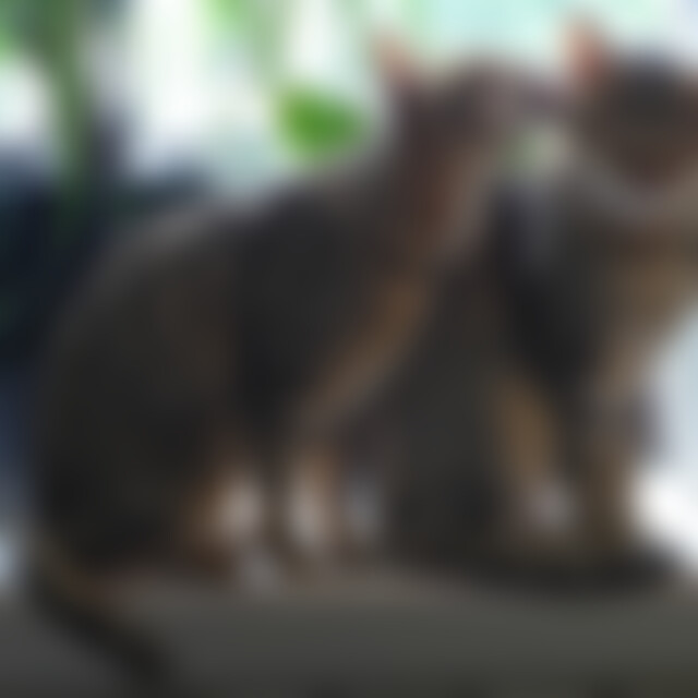 Kater52 (72) aus Kreis Kleve