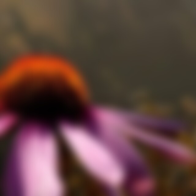 Siebenpunkt (60) aus Berlin an der Erpe