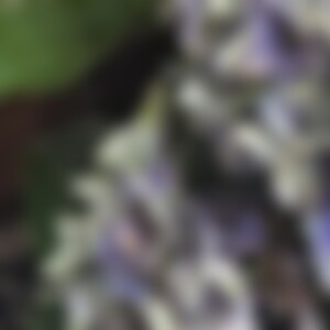 Mircalla (52) aus Nowhere