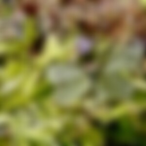 Mircalla (53) aus Nowhere