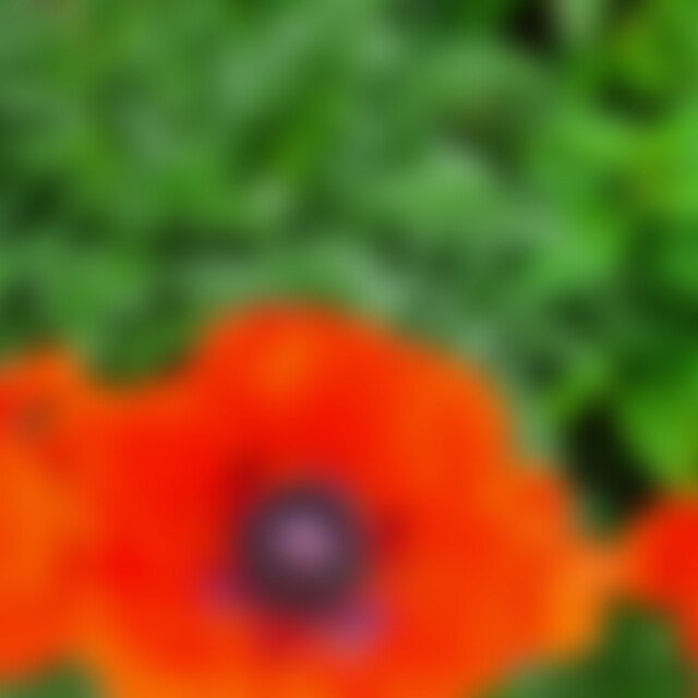 Klatschmohn (76) aus Tetenhusen