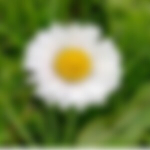 Gaensebluemchen (55) aus Bayern