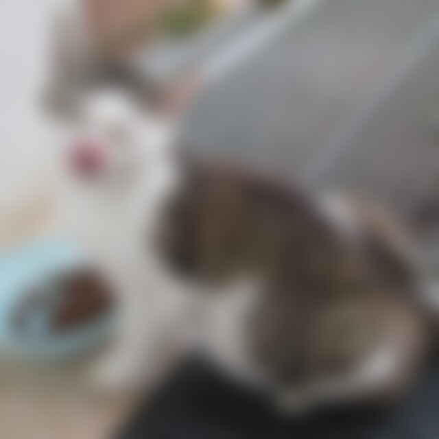 KleinerKater28 (46) aus Straubing