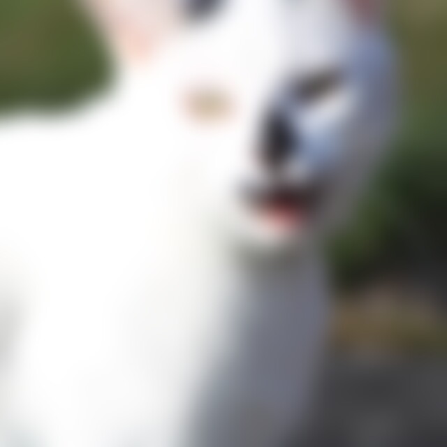 Gordy (40) aus Wittgenstein