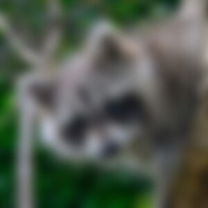 nobiKS (64) aus WaschbärenHauptstadt