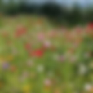 Edej (52) aus Aachen