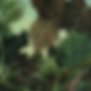 Lizzbeth (50) aus Leverkusen