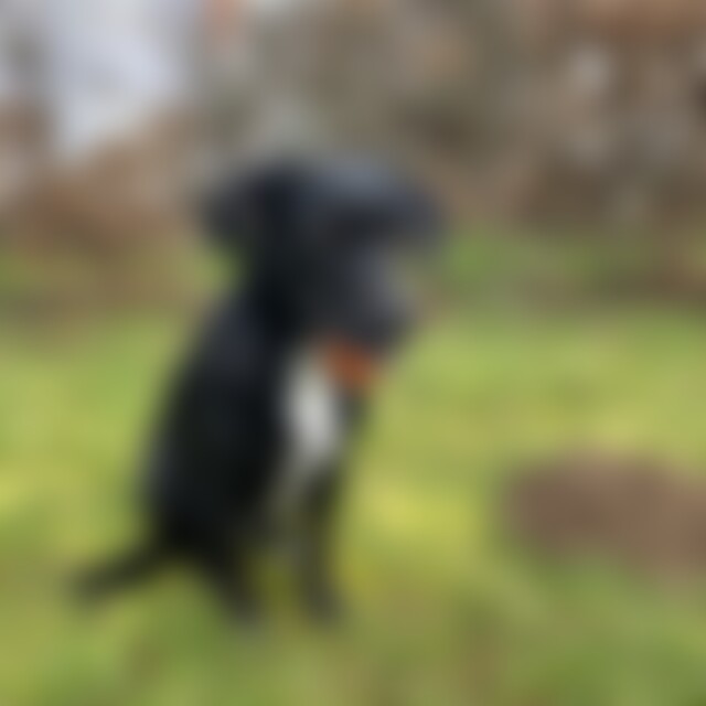 Pippo (40) aus Düren