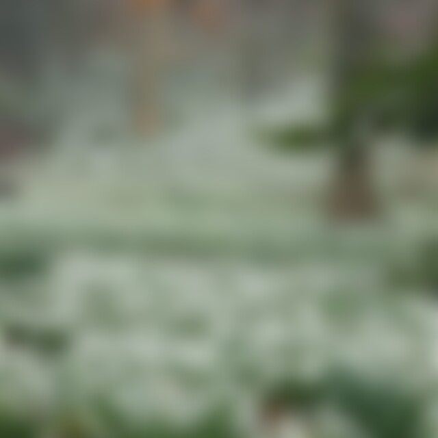 Blume2023 (42) aus W