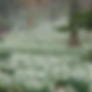 Blume2023 (42) aus W