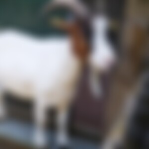 Dunnerkeil (43) aus Kulmbach