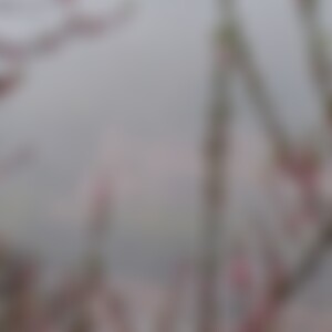 Sprossenleiter (56) aus BaWü