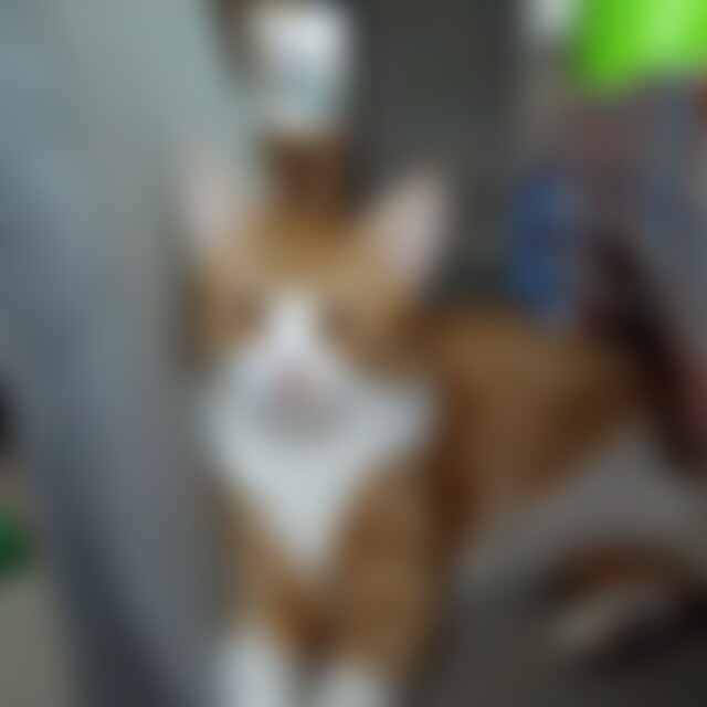 Kampfkatze (73) aus Bremervörde
