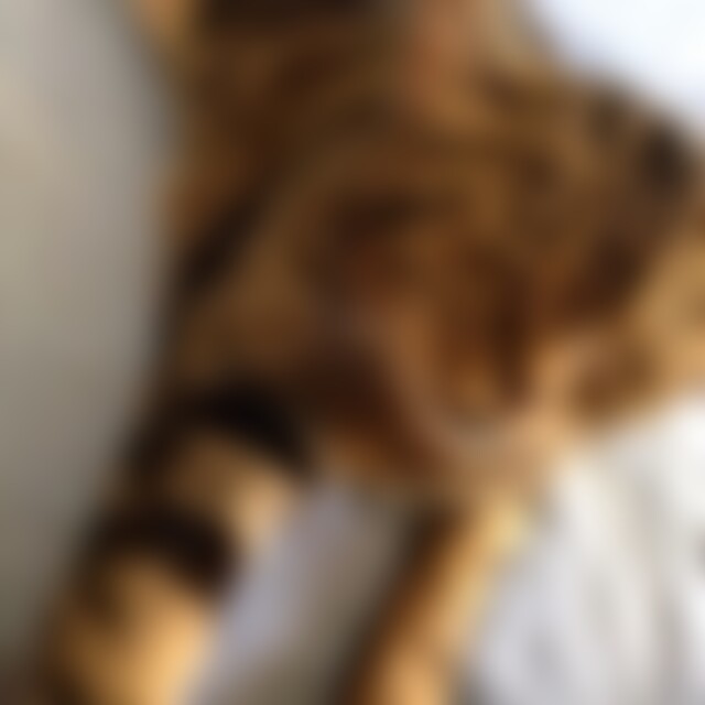 Kampfkatze (74) aus Br