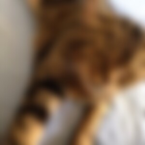Kampfkatze (74) aus Br