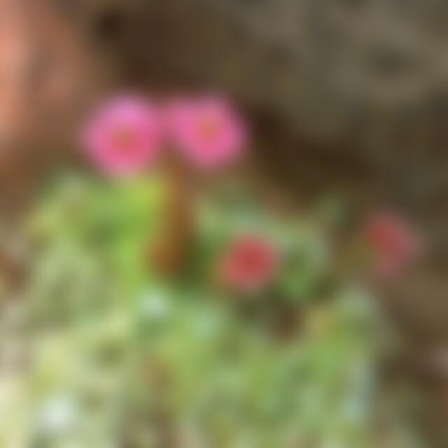 Madii (44) aus Leipzig