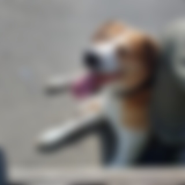 TheDogfather85 (40) aus Gleichen