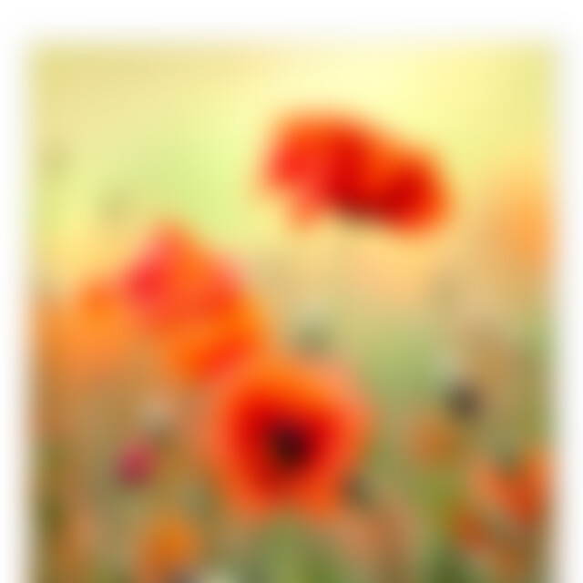 Mohnblume2 (70) aus Daheim