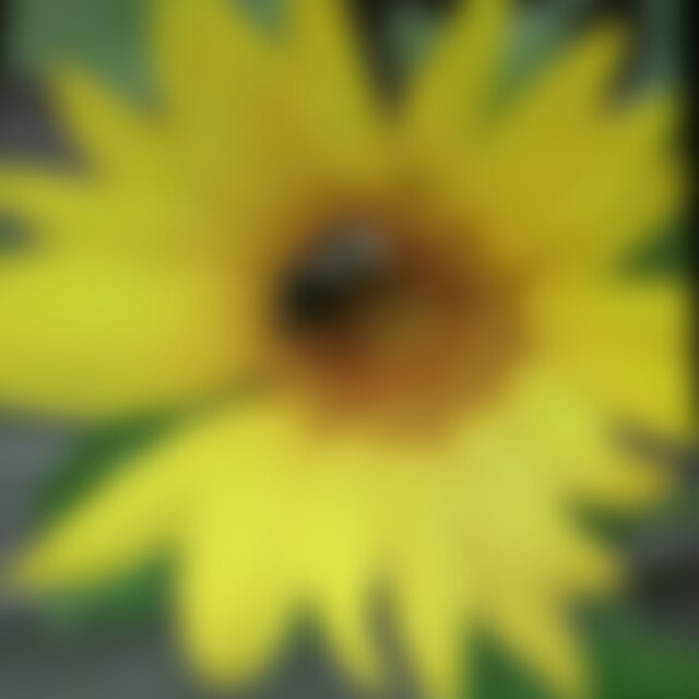 Mohnblume2 (71) aus Daheim