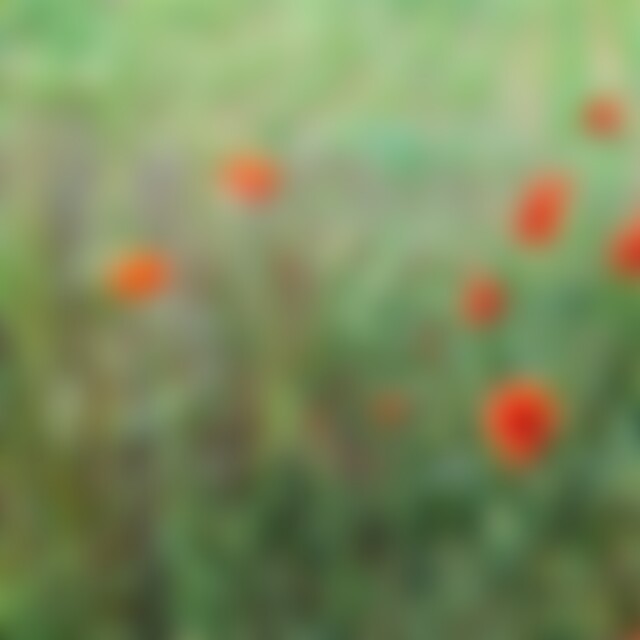 Mohn (71) aus Daheim