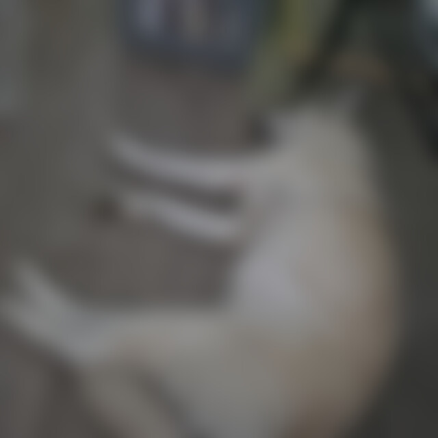 GentlemAlex (39) aus Eckental