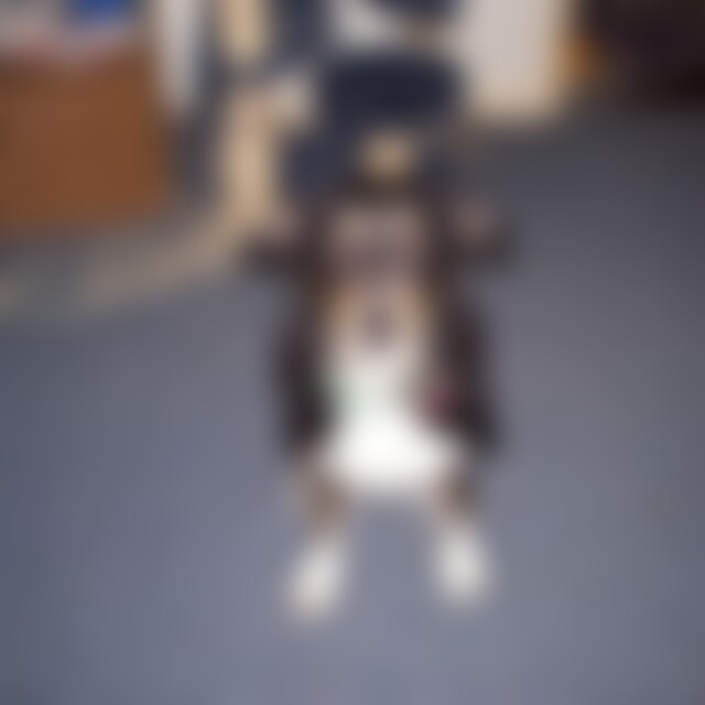 dogycat (55) aus Leverkusen