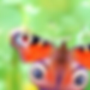 schmetterling (61) aus 
