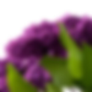 lilaflieder (44) aus 